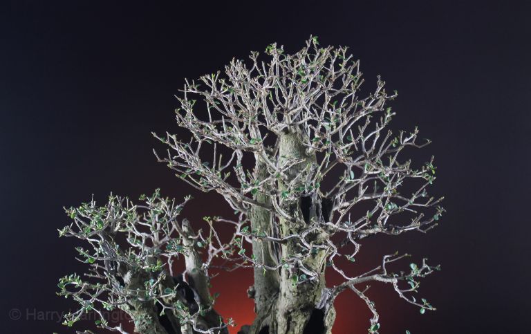 Privet bonsai clump